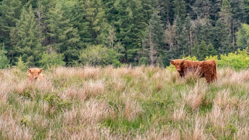 Highland cattle grazing on the Hafod Estate, Ceredigion, Wales